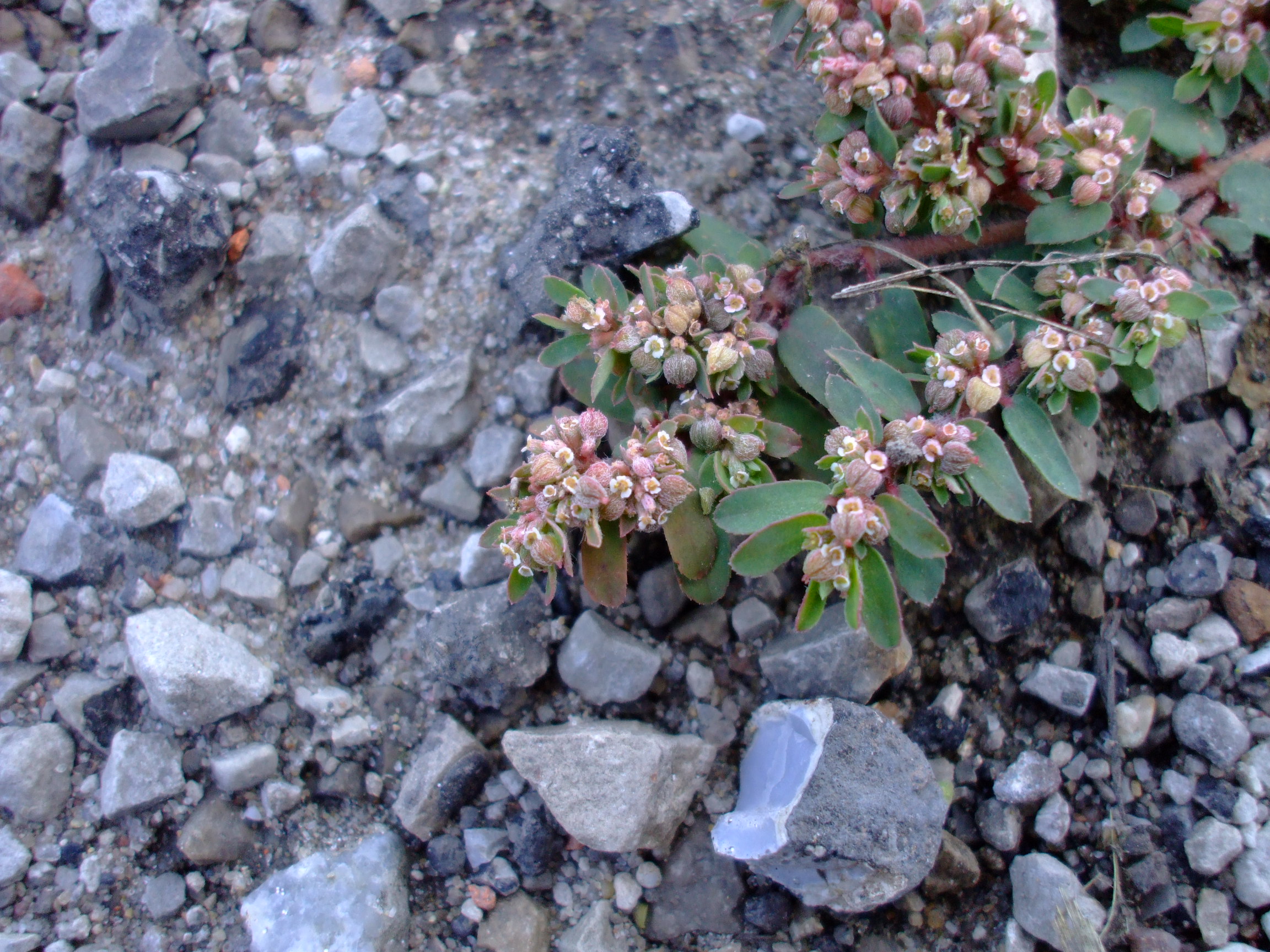 Euphorbia maculata